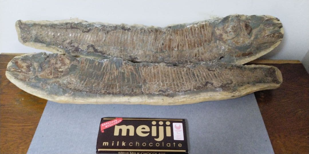 卸売りホビー・楽器・アート - 魚の化石