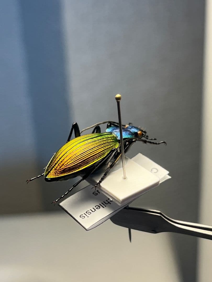 極美個体】チリオサムシ標本 Ceroglossus chilensis - メルカリ