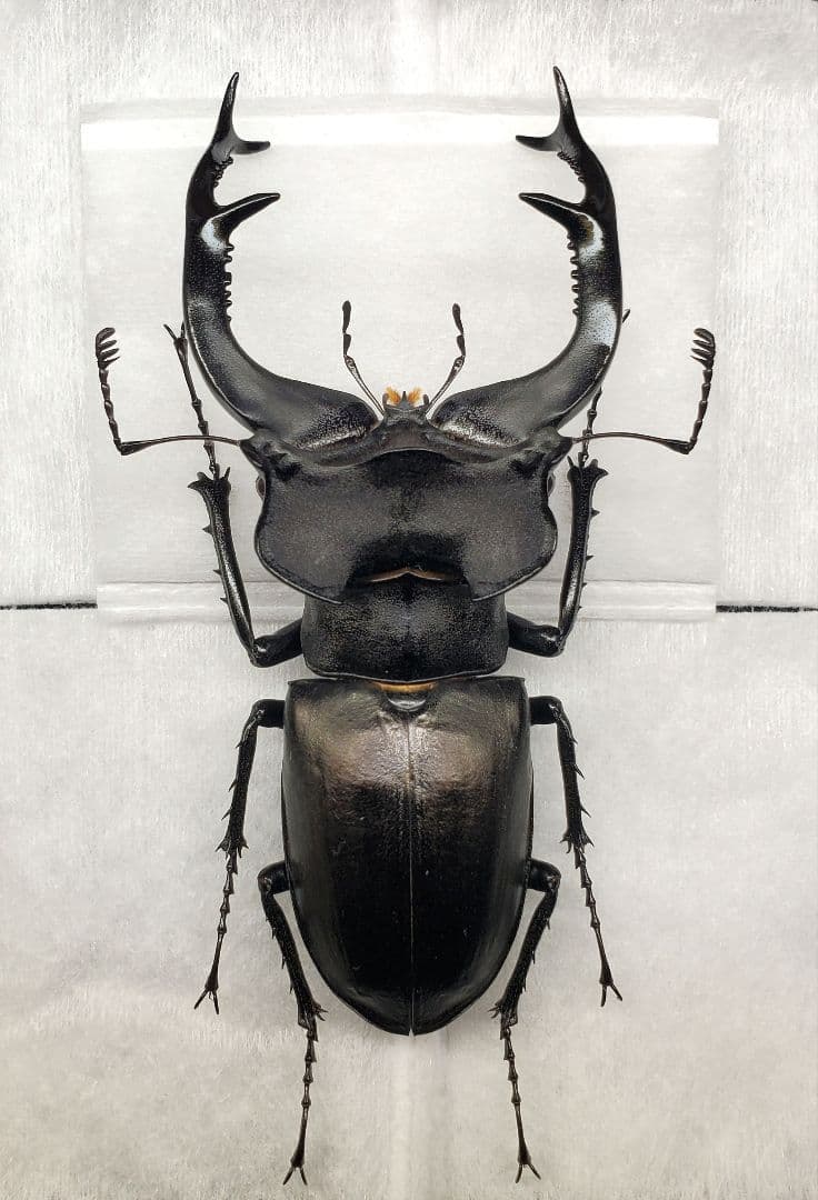 フレンチギアナ産 アクタエオンゾウカブト 99mm