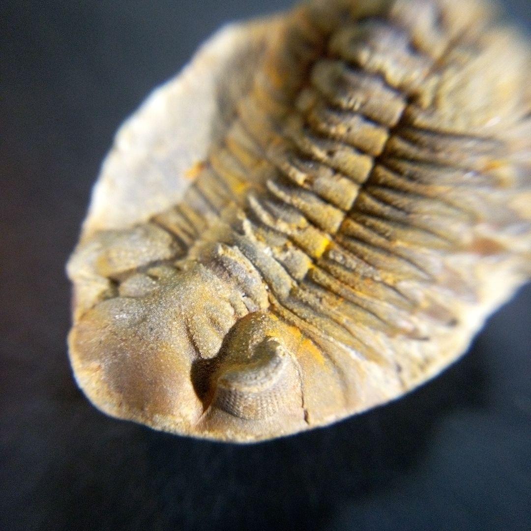 三葉虫化石fossilボリビア産trilobite南アメリカ化石郡⑧
