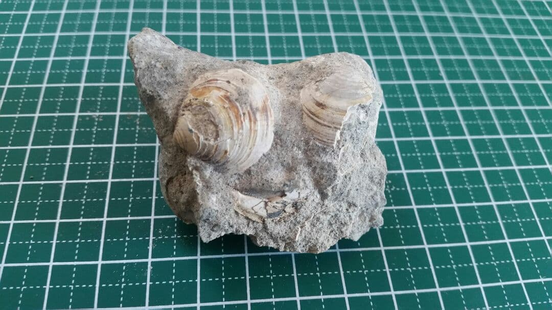 母岩は最高に硬く重いノジュール】 化石 二枚貝 日本 岐阜県 瑞浪産