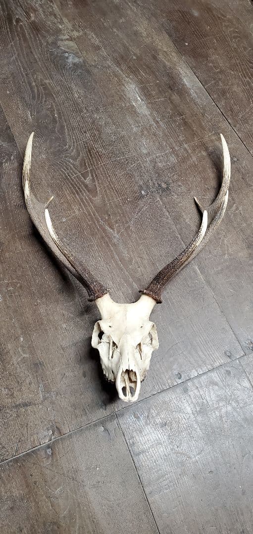 ニホンジカ雄　成獣約80kgの個体　トロフィー 希少・非売品】金のスズシカ(鈴鹿サーキット限定トロフィー) - メルカリ