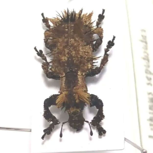 希少　標本　野外品　マダガスカル　チャイロミノケブカゾウムシ 希少標本野外品マダガスカルチャイロミノケブカゾウムシ