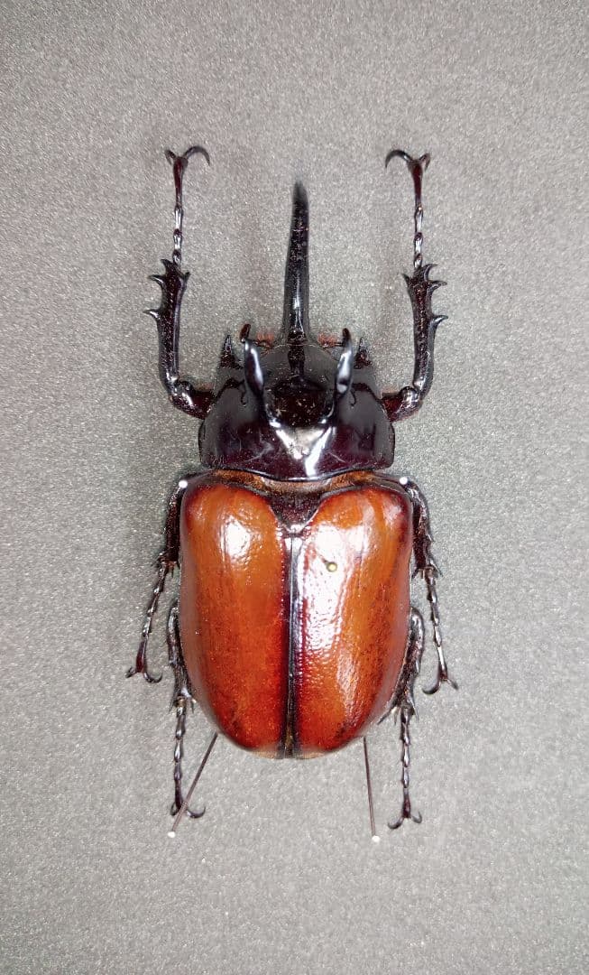 ミャンマー産スキットゴホンヅノカブト65mm