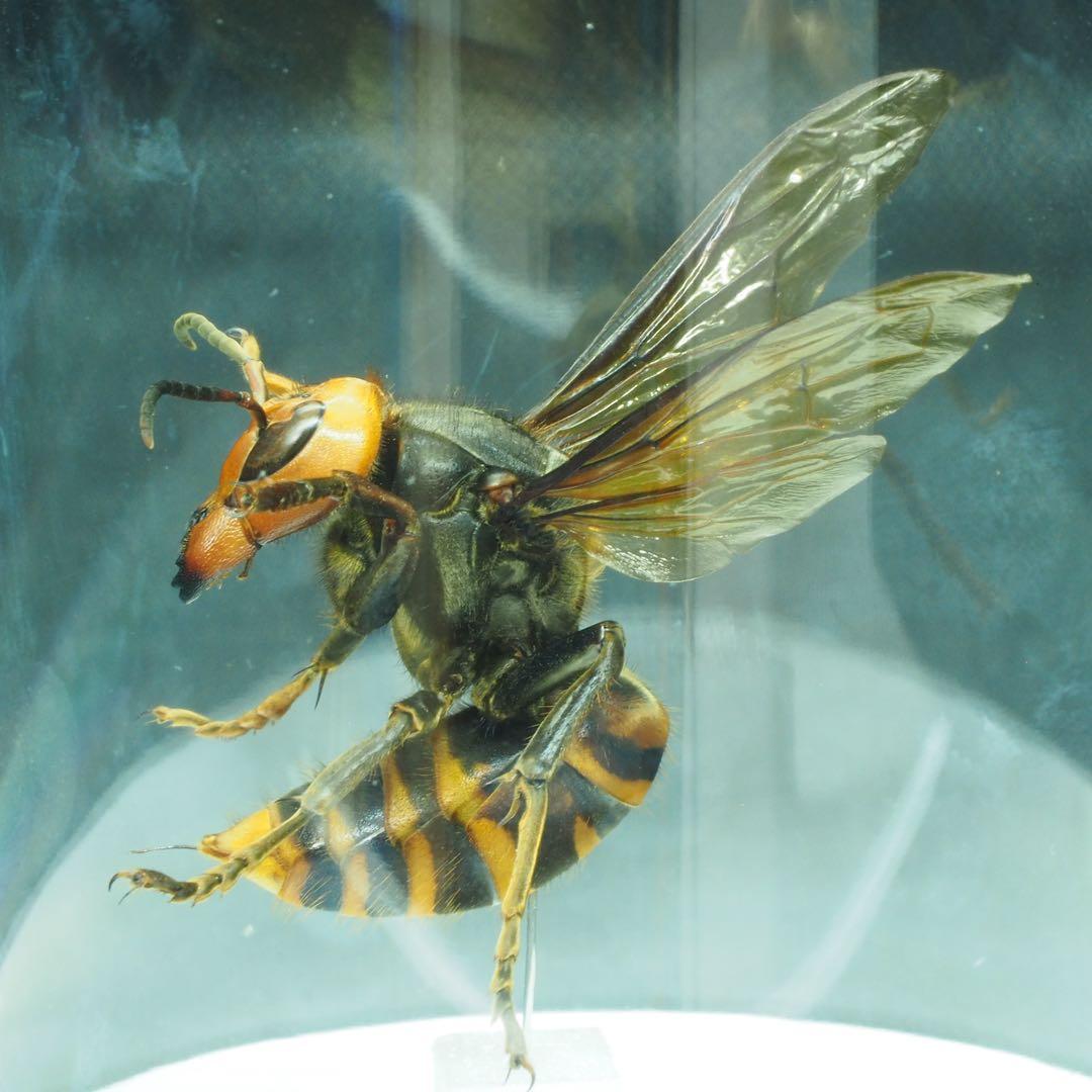 オオスズメバチ 女王蜂 立体標本2501
