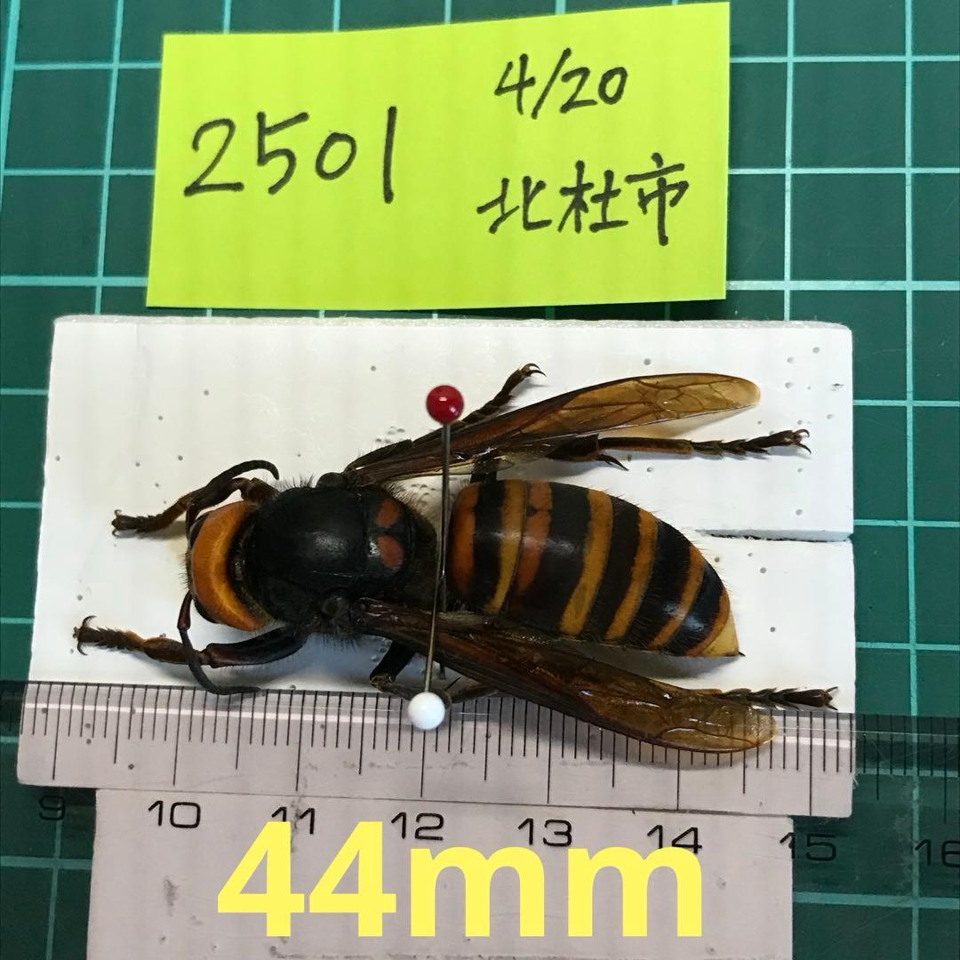 オオスズメバチ 女王蜂 立体標本2501