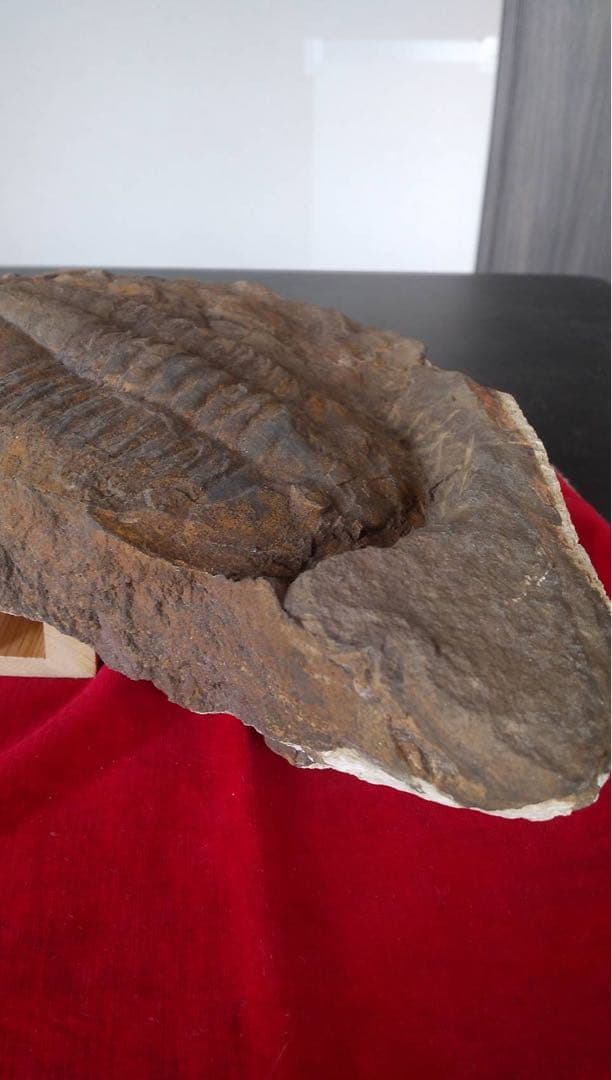 三葉虫化石 化石 古道具 アンティーク ディスプレイ オブジェ