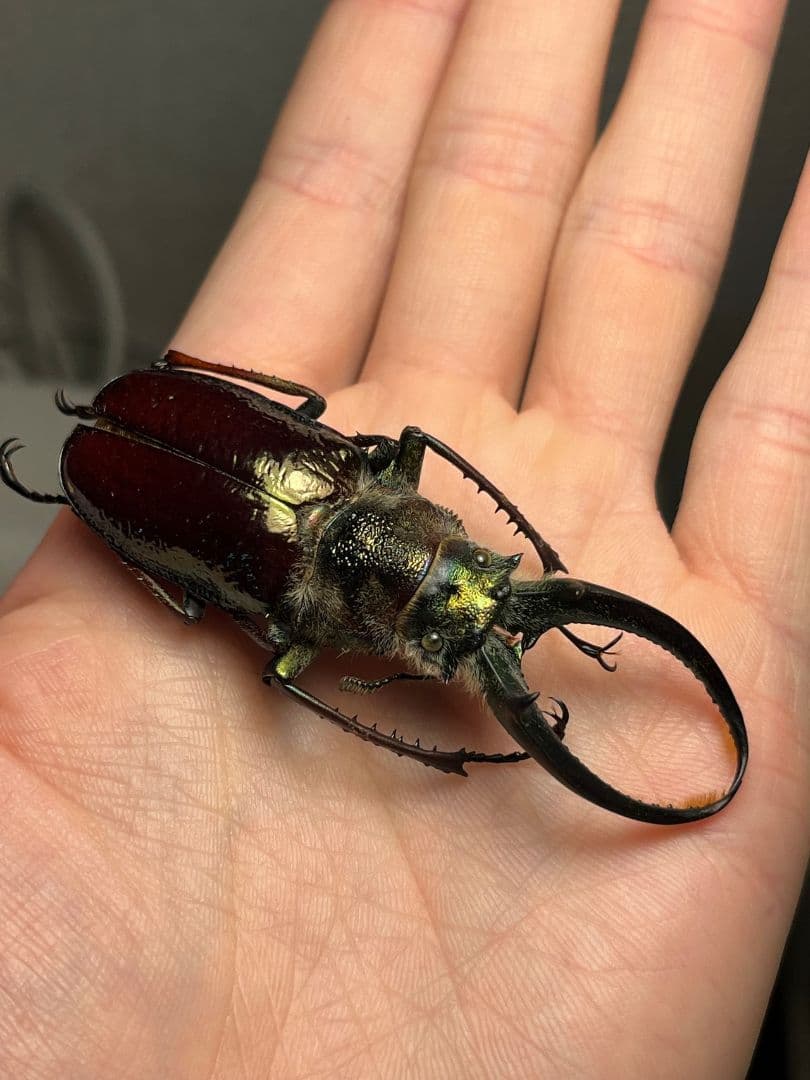 顎GREEN】ギガンテウスシワバネクワガタ 昆虫標本 ニジイロクワガタ