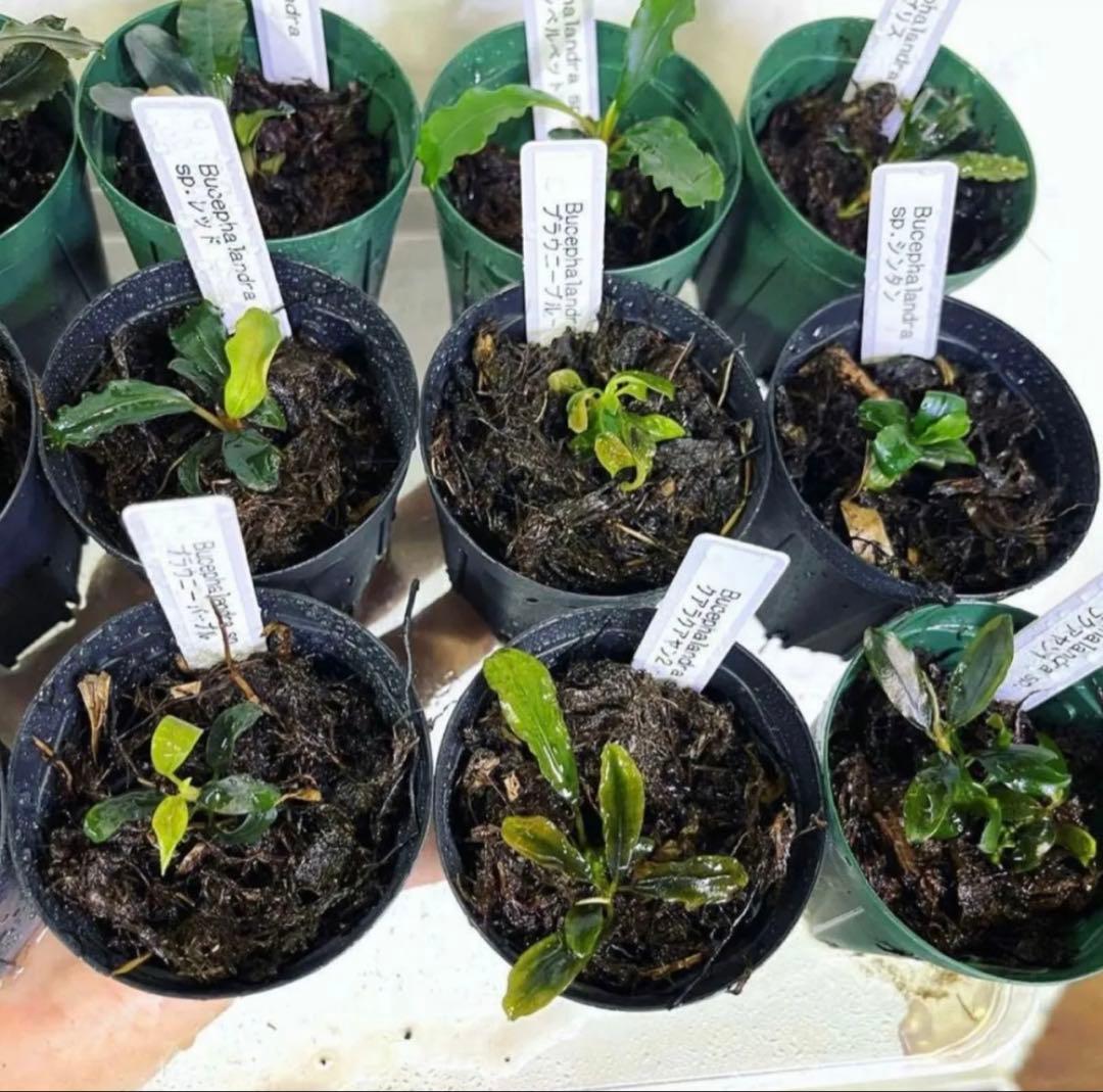 ◇特◇ブセファランドラSP.よりどり15セット（良株） #ブセさかな屋