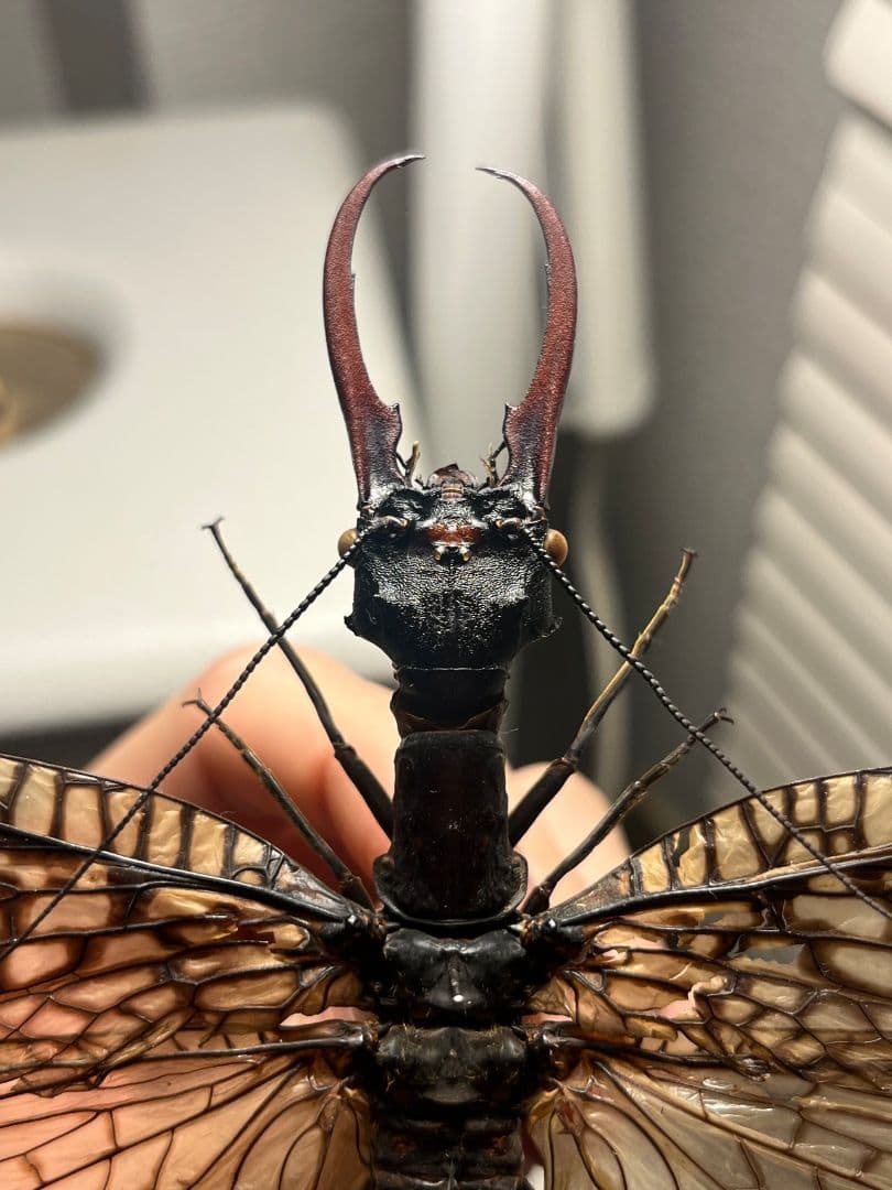 巨大紅牙】オオキバヘビトンボ オオアゴヘビトンボ 昆虫標本 標本