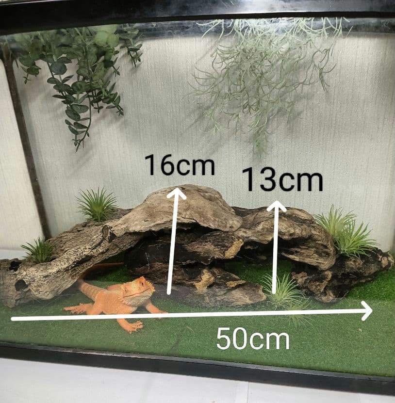 流木529 昆虫爬虫類 レイアウト用品 アク抜き済 シェルター 隠れ家