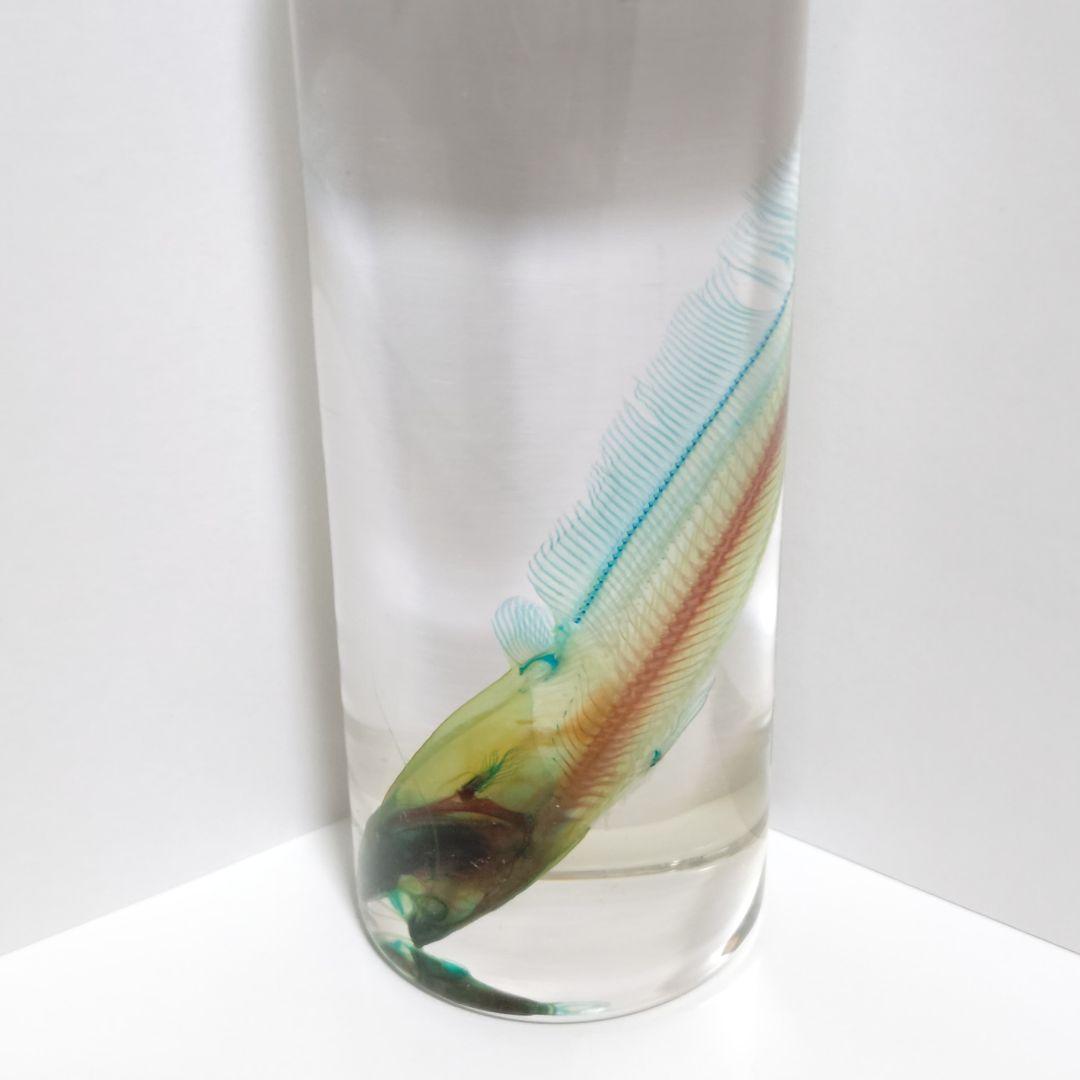 【良品】新世界透明標本 -ナマズ-