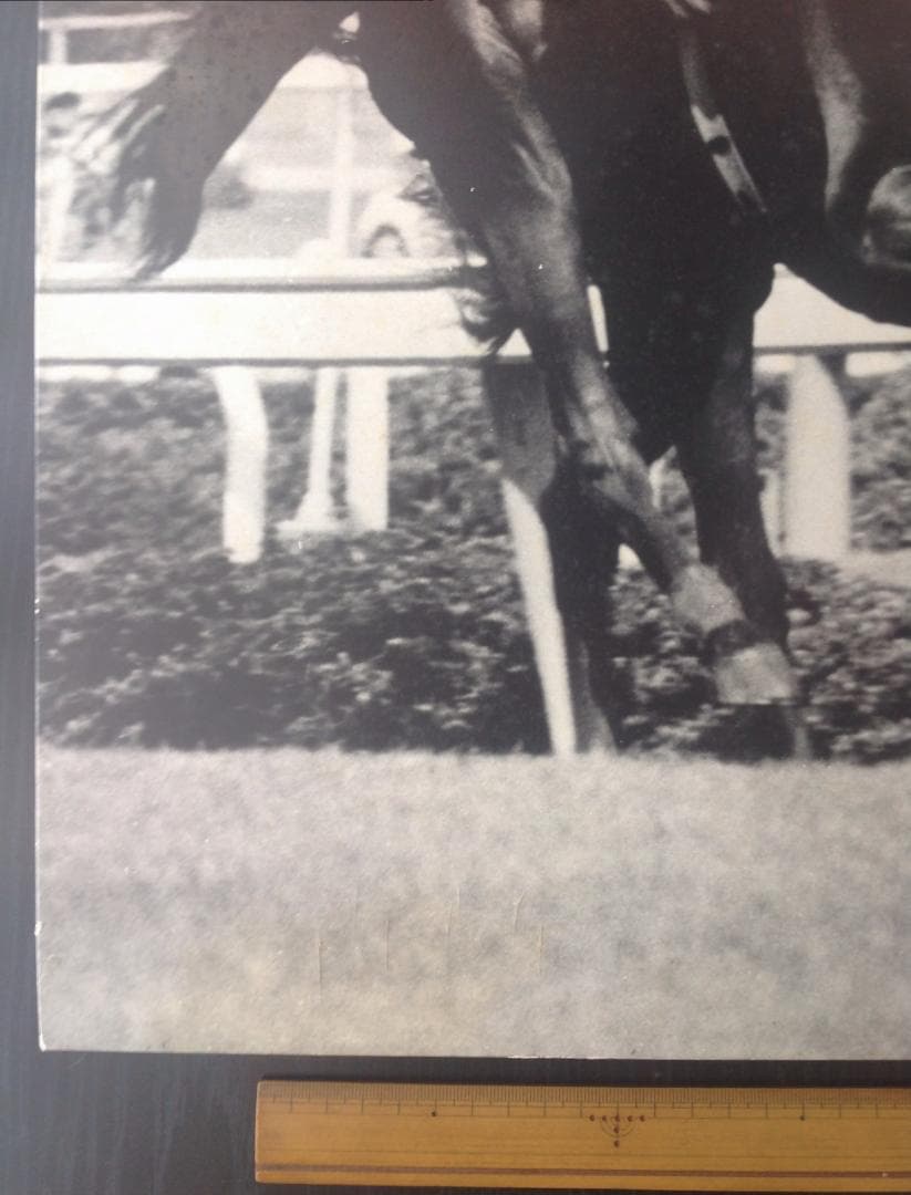 競馬パネル：トウショウボーイ「1977年 第7回高松宮杯」※白黒直線