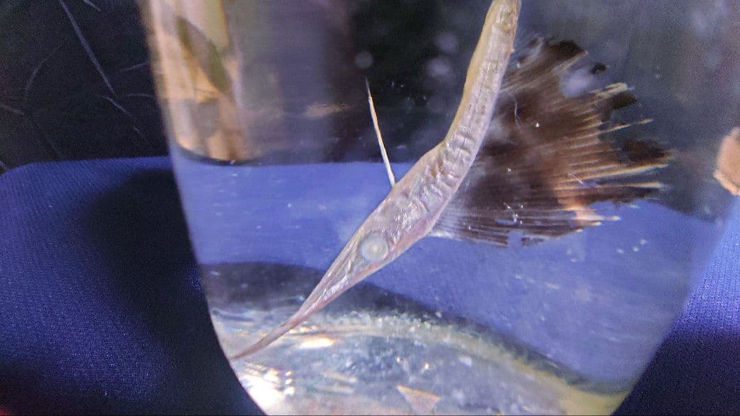 レア】バショウカジキ幼魚 エタノール標本