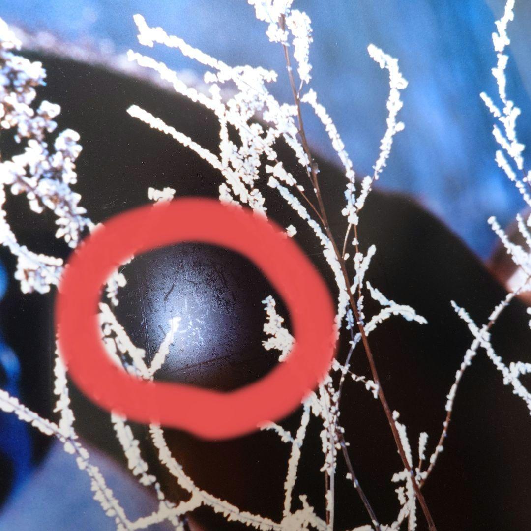 JRA 競馬 馬写真（額入り）冬花