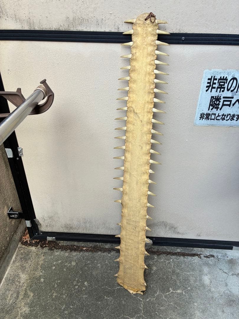 ノコギリエイ 吻 角 牙 標本 剥製 ノコギリザメ 大型107センチ