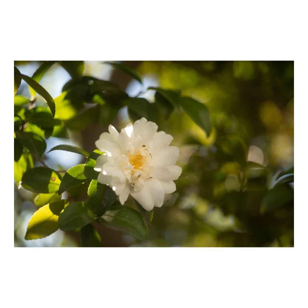 DR SUMMICRON M 50mm F2.0 おまけつきの通販はau PAY マーケット