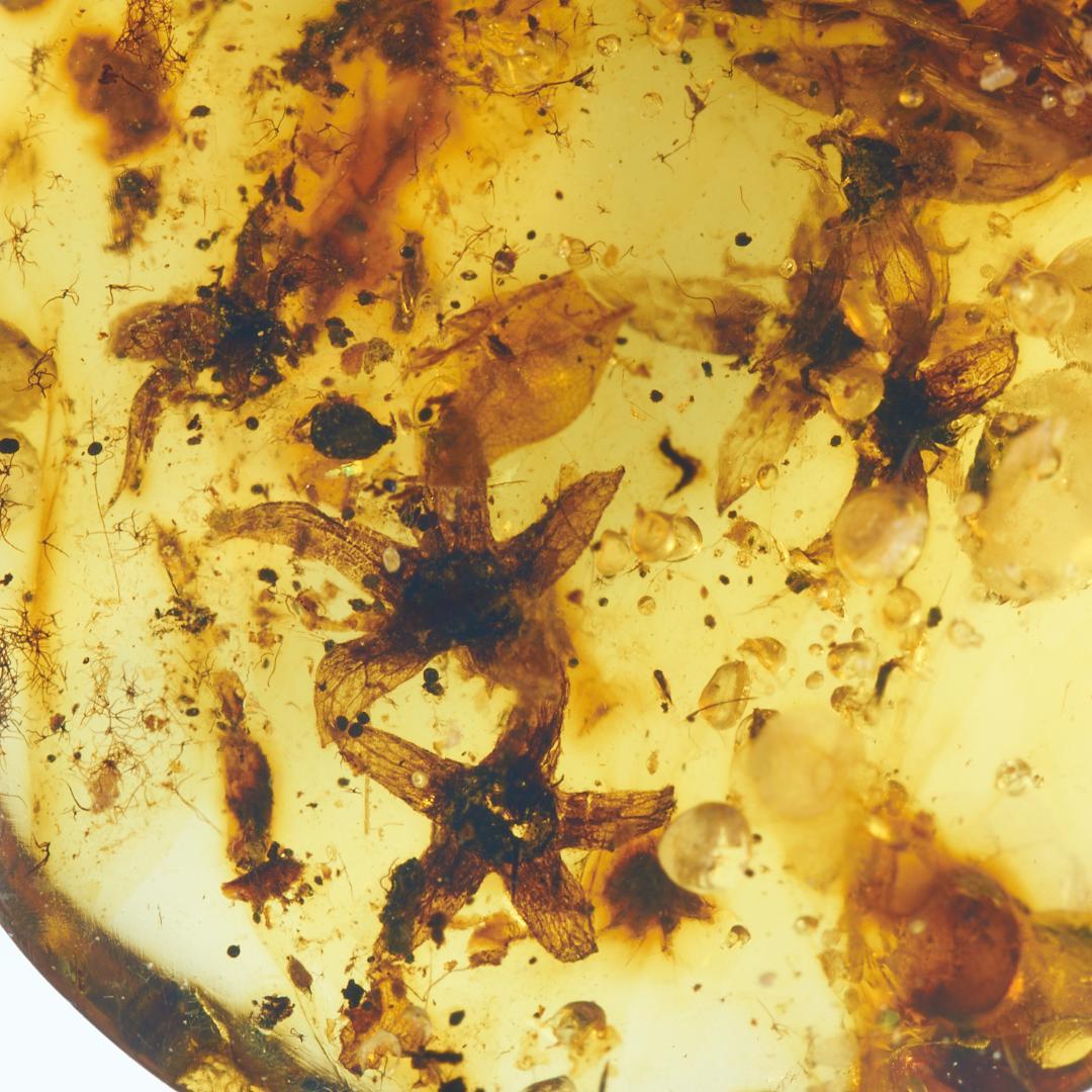 レア極上品 PA0099虫入り琥珀化石 ミャンマーカムティかタナイ9900万年