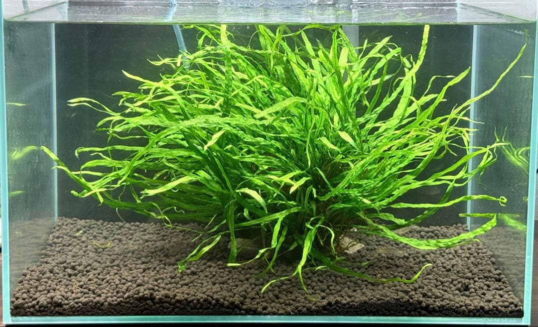 ミクロソリウム ナローリーフ 超大型株