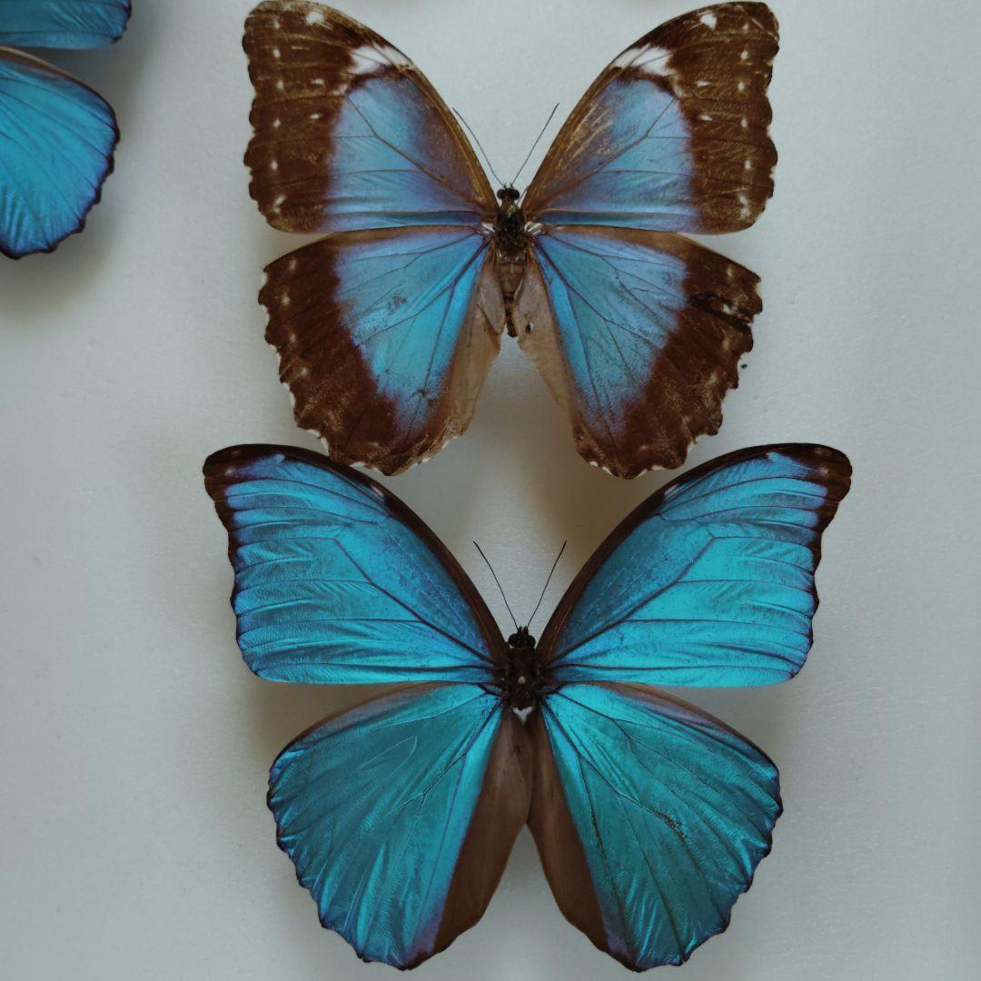 蝶の標本 ジャングルを舞う宝石(珍珍)