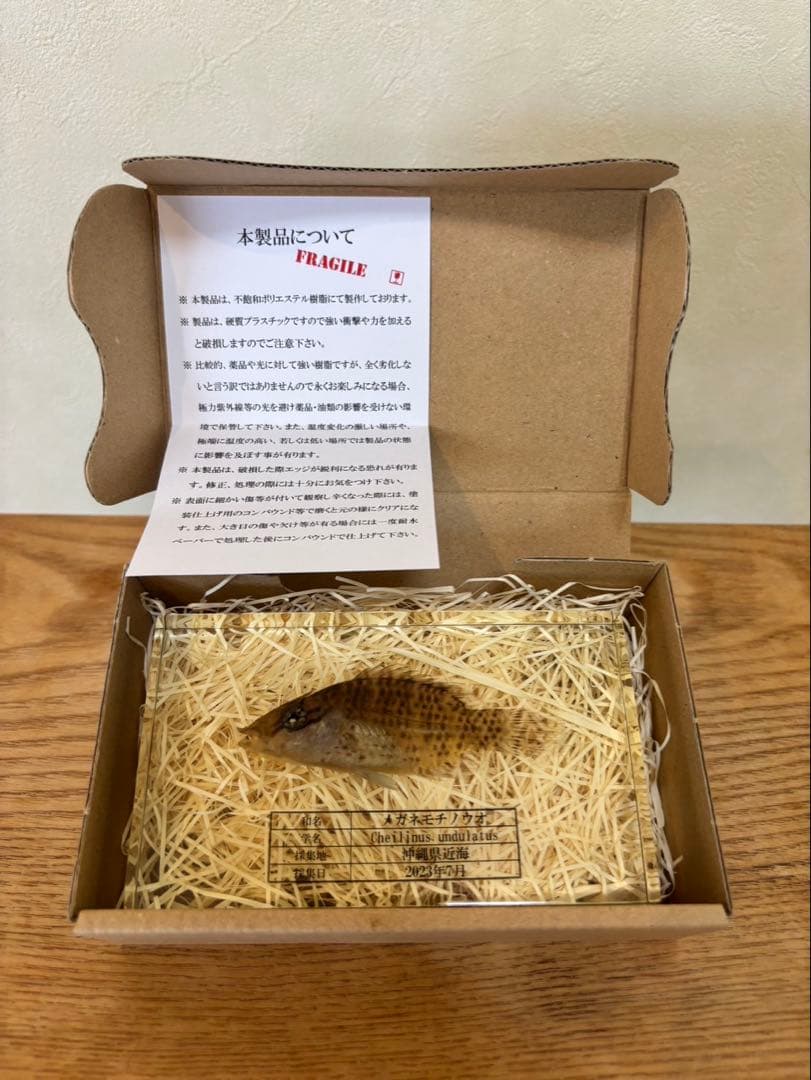 超美品,希少種】ナポレオンフィッシュ（メガネモチノウオ）樹脂封入標本