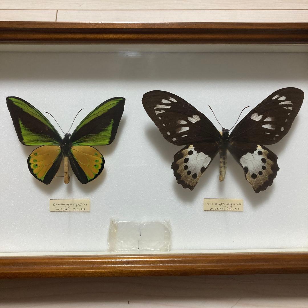 異常型】ミヤマカラスアゲハ（ペア・北海道・飼育） 蝶の異常型！ 赤眼