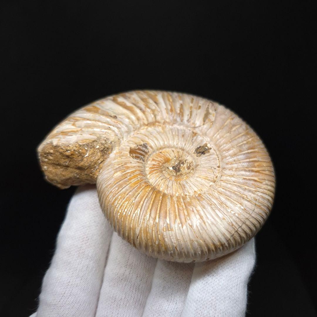 美品 アンモナイト ペリスフィンクテス 化石 本物 80.27mm anp93