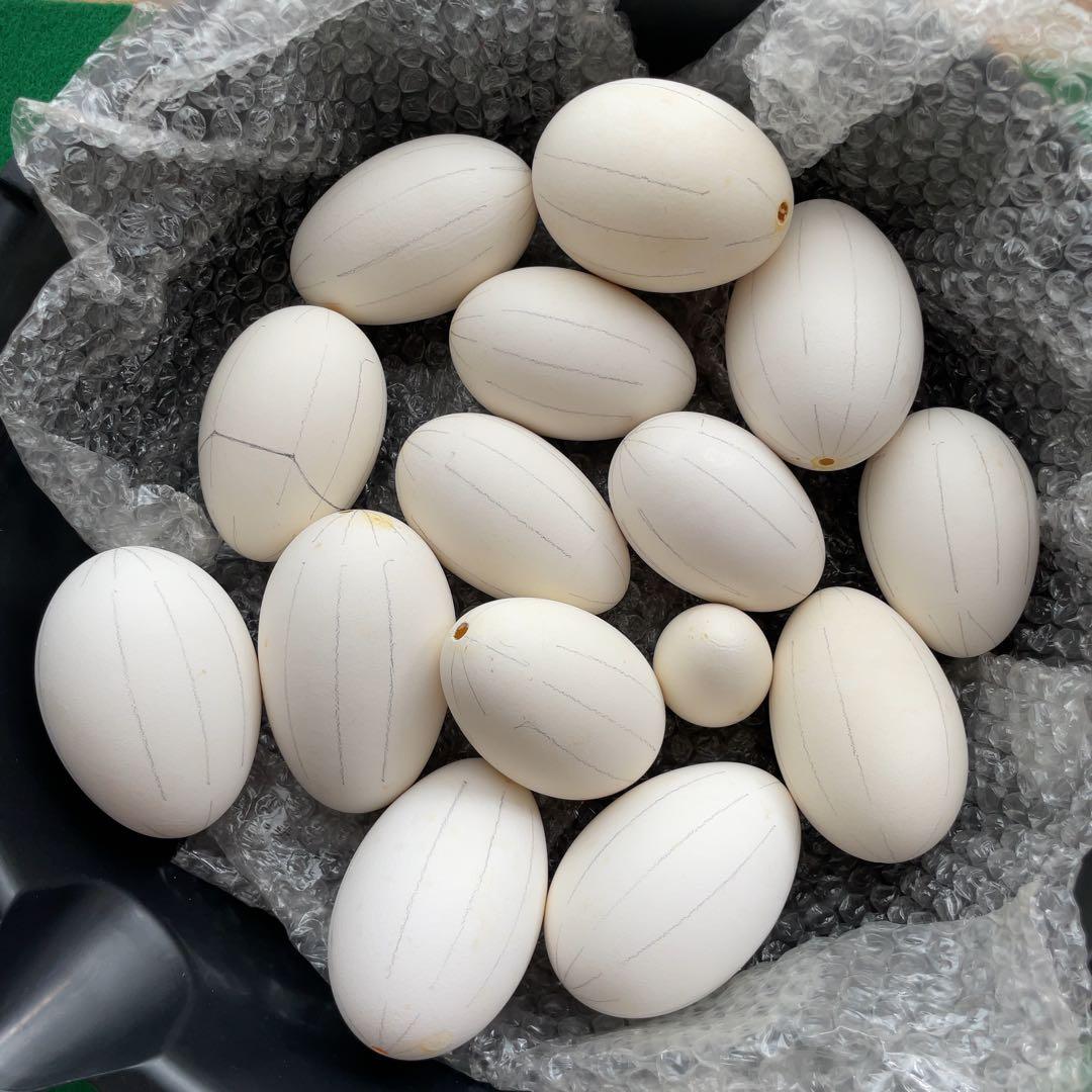 エッグアート用ガチョウの卵の殻15個と鶏の卵の殻1個 エッグアート用ガチョウの卵の殻15個と鶏の卵の殻1個 エッグアート用