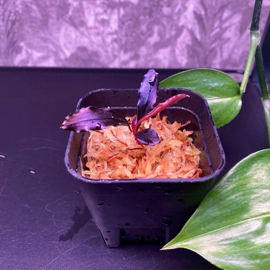 Bucephalandra sp.Ghost kalimantan - メルカリ