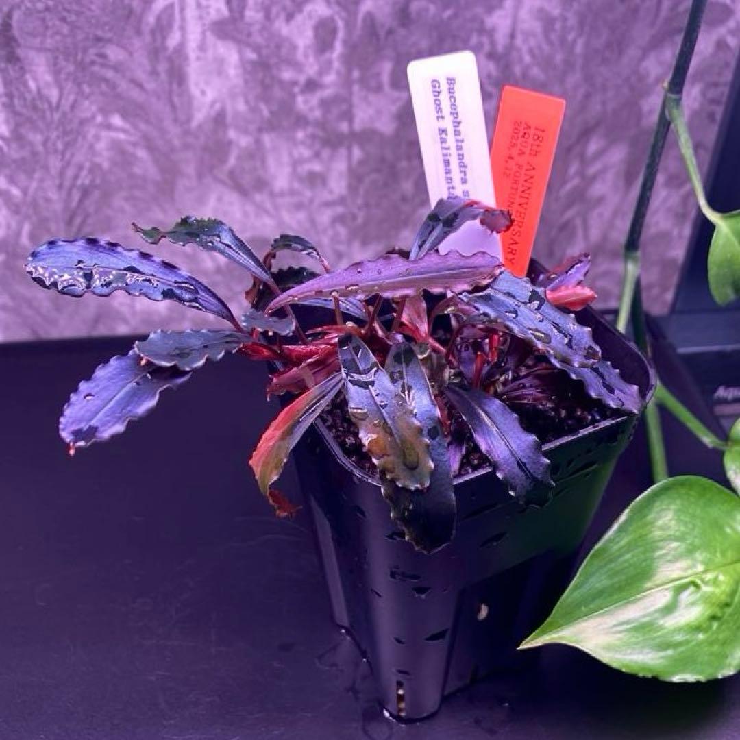 Bucephalandra sp.Ghost kalimantan - メルカリ