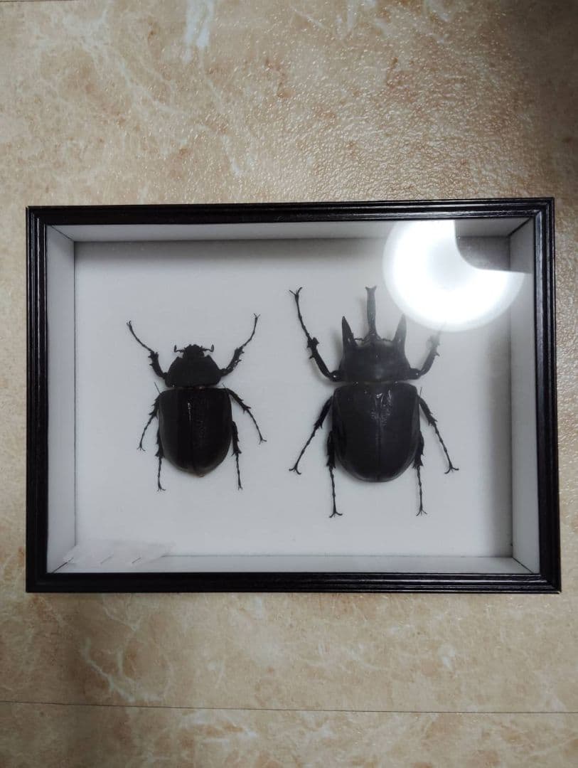 アクティオンゾウカブトムシ】 アクティオン標本 昆虫セット