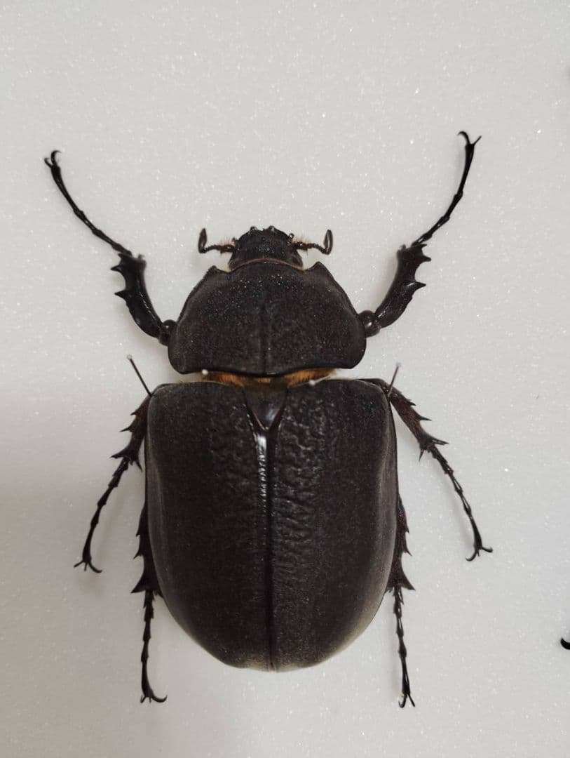 アクティオンゾウカブトムシ】 アクティオン標本 昆虫セット