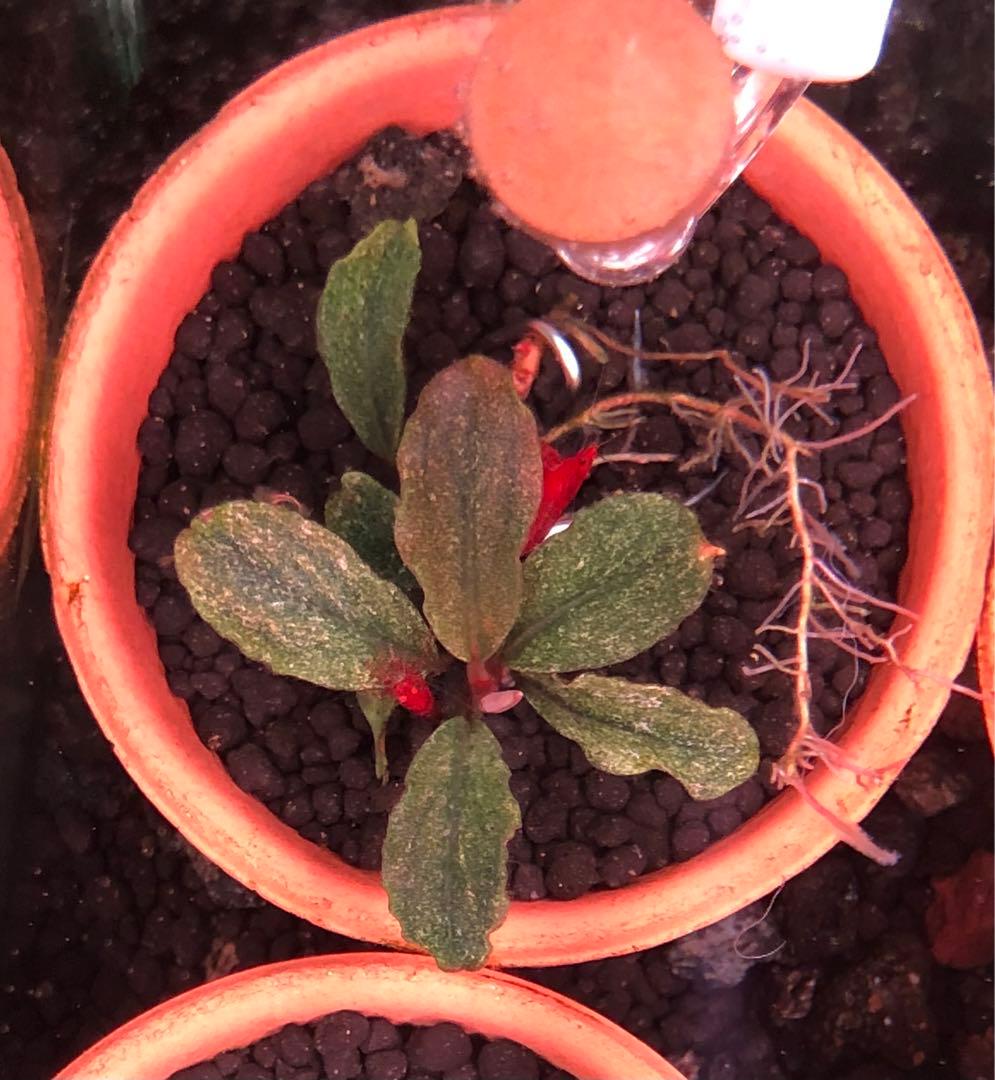 ブセファランドラ バリエガータ パウダー