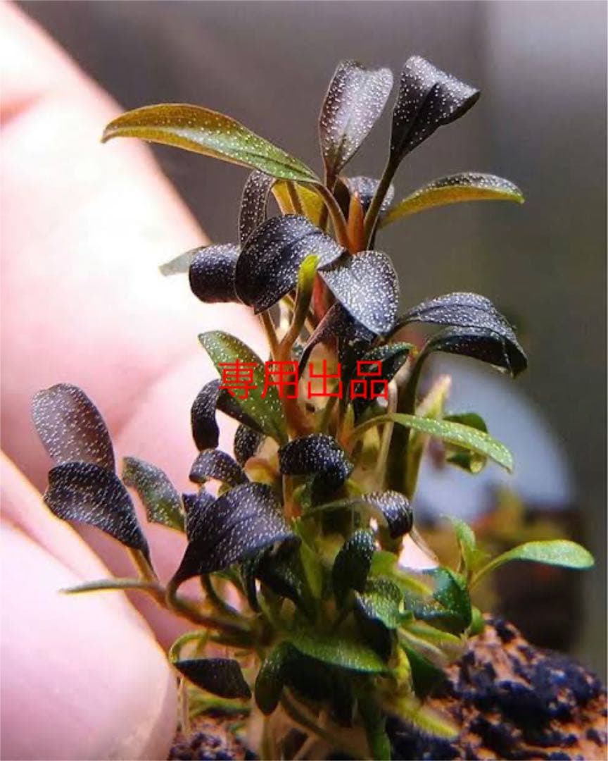 最も安い 水草 水草 ブセファランドラ sp Brownie Ghost 小16株 水草