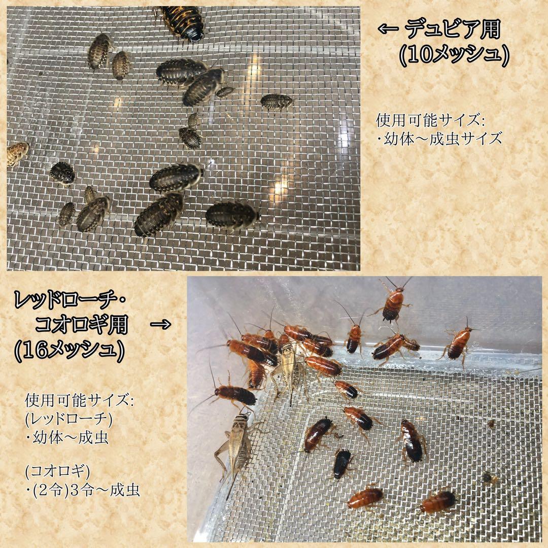 ドカ様　M(フル)(デュ)