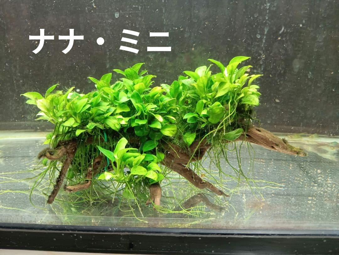 エキノドルス サイサリス AZ1110-18RS