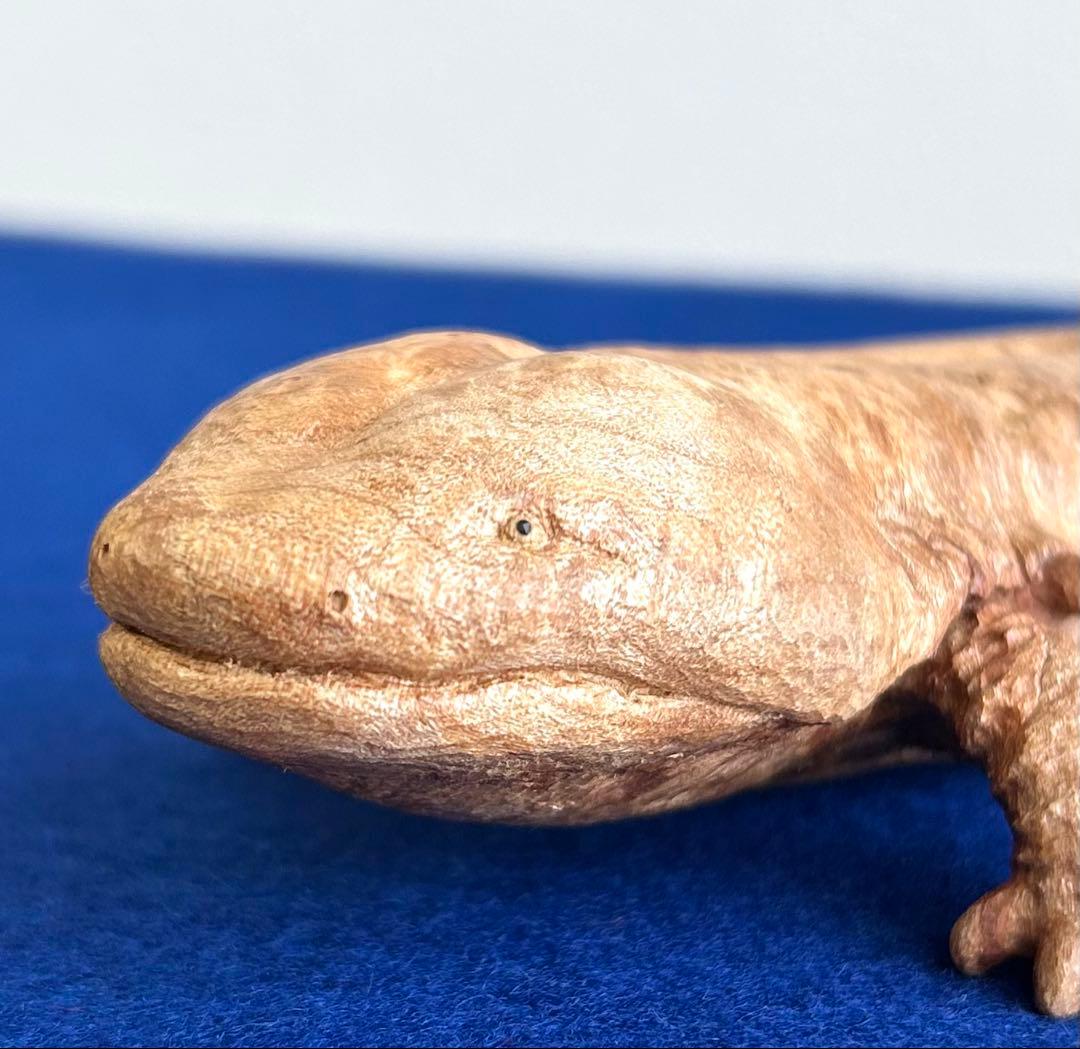 田中鱗水 メープル瘤材彫オオサンショウウオ 26cm 125.52g 神代杉台付