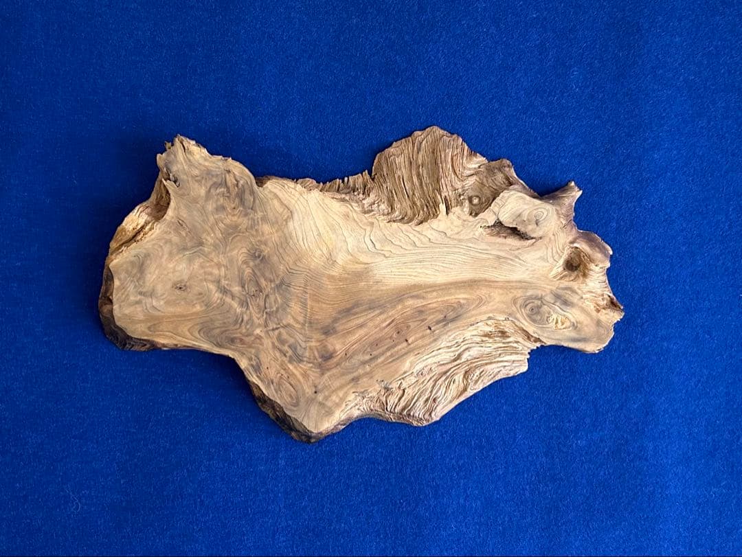 田中鱗水 メープル瘤材彫オオサンショウウオ 26cm 125.52g 神代杉台付