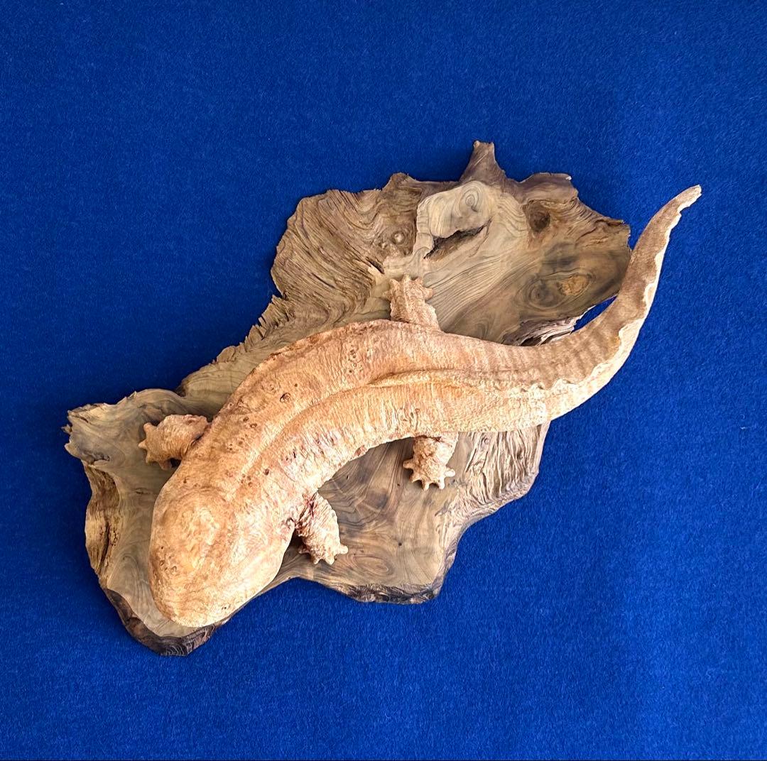 田中鱗水 メープル瘤材彫オオサンショウウオ 26cm 125.52g 神代杉台付