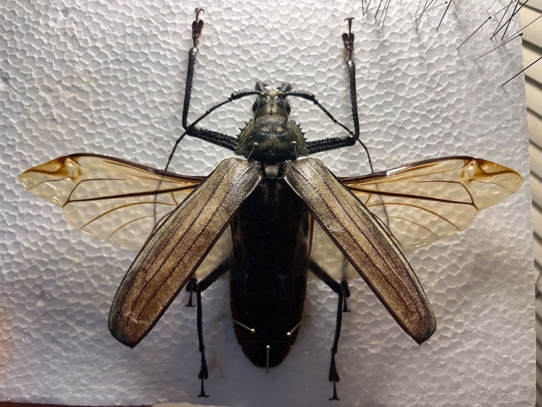 開翅125mm】スジバネトゲフチオオウスバカミキリ ブルウスバ標本