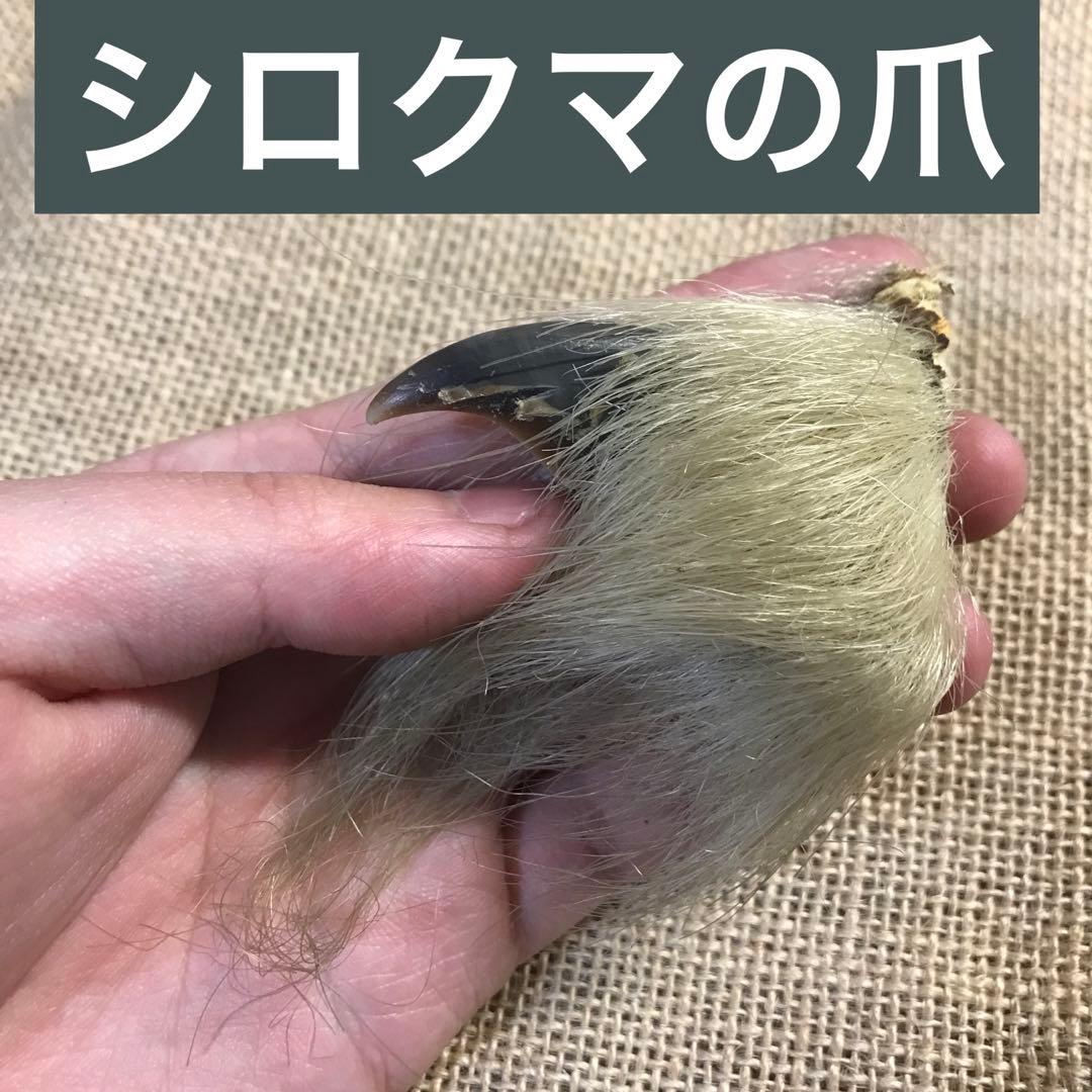 白熊 爪 熊爪 シロクマ 爪 ホッキョクグマ 熊の爪 ベアクロー 剥製