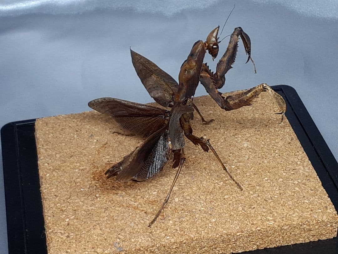 マオウカレハカマキリ雌　立体標本　魔王枯葉