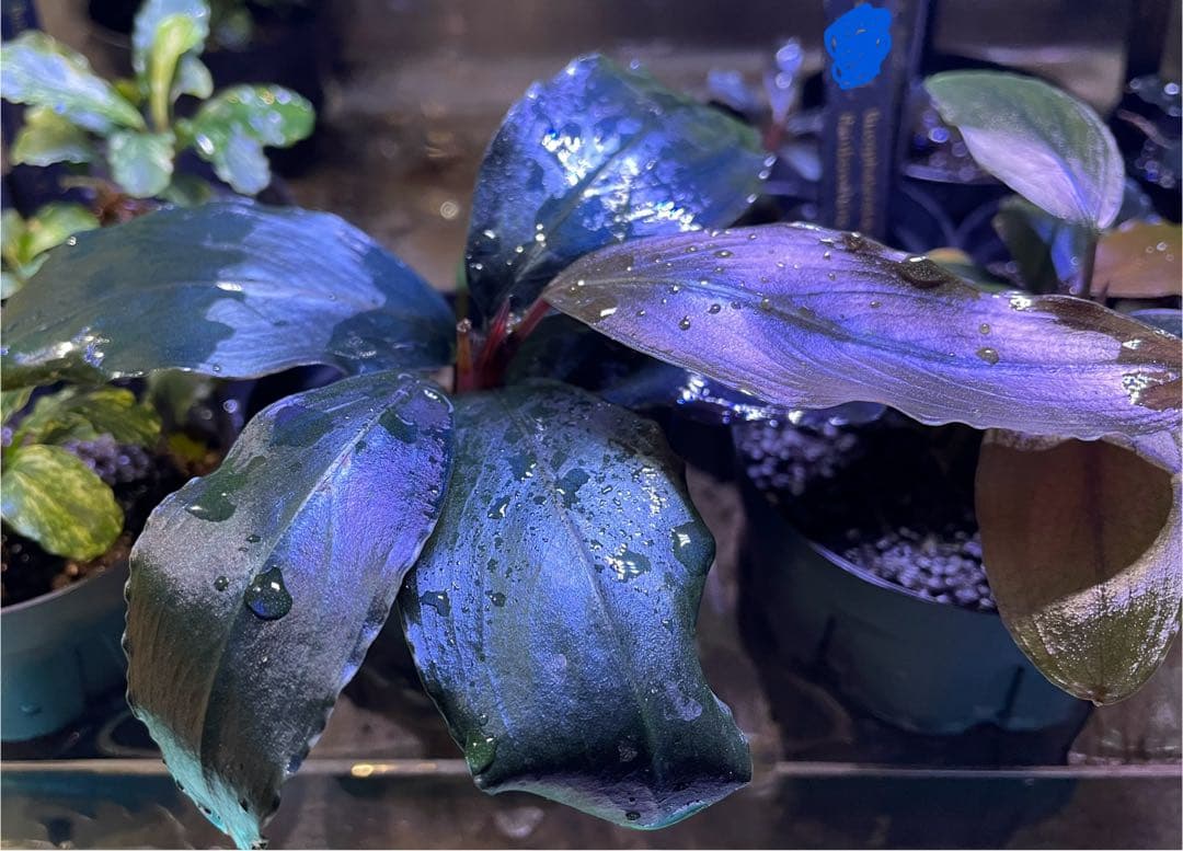 ブセファランドラ sp.レインボー シャインBucephalandra sp.Rainbow