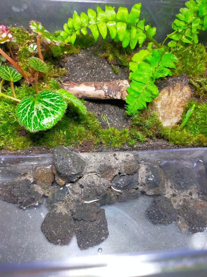 隠れ家のある苔テラリウム飼育ケース、カエル、イモリ、取り外し可