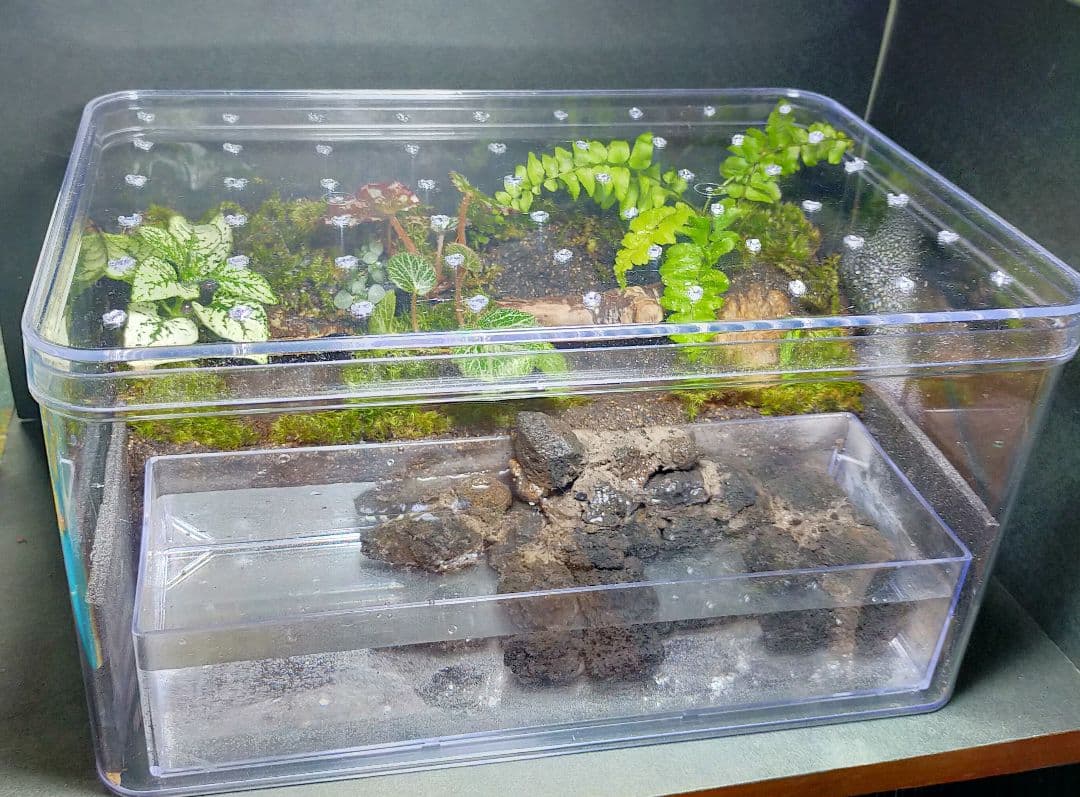 隠れ家のある苔テラリウム飼育ケース、カエル、イモリ、取り外し可