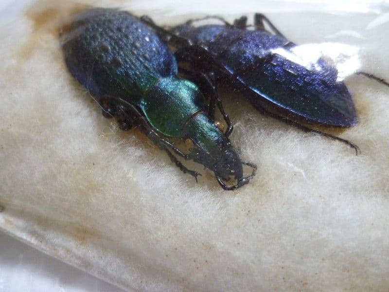 希少産地】中国産のマキバネコロギス 昆虫標本バッタ キリギリス