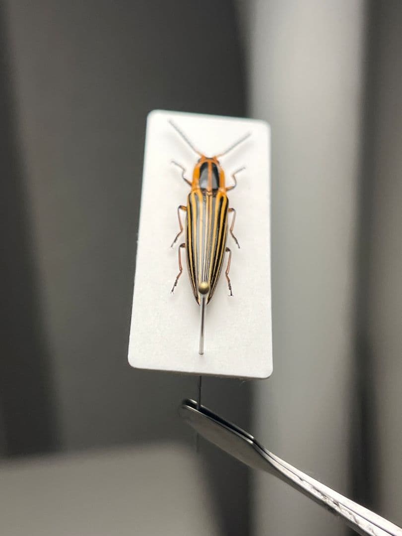 22mm】フェラーリコメツキムシ に酷似 アングラトゥスミカド