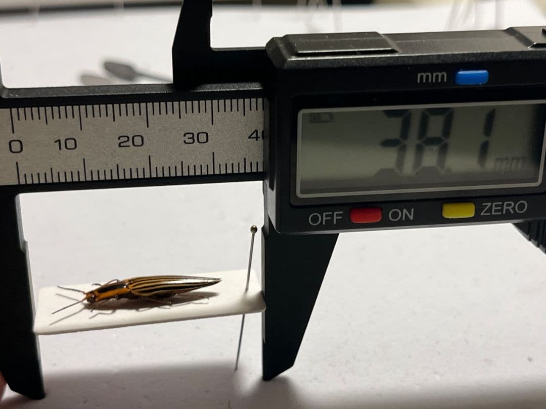 22mm】フェラーリコメツキムシ に酷似 アングラトゥスミカド