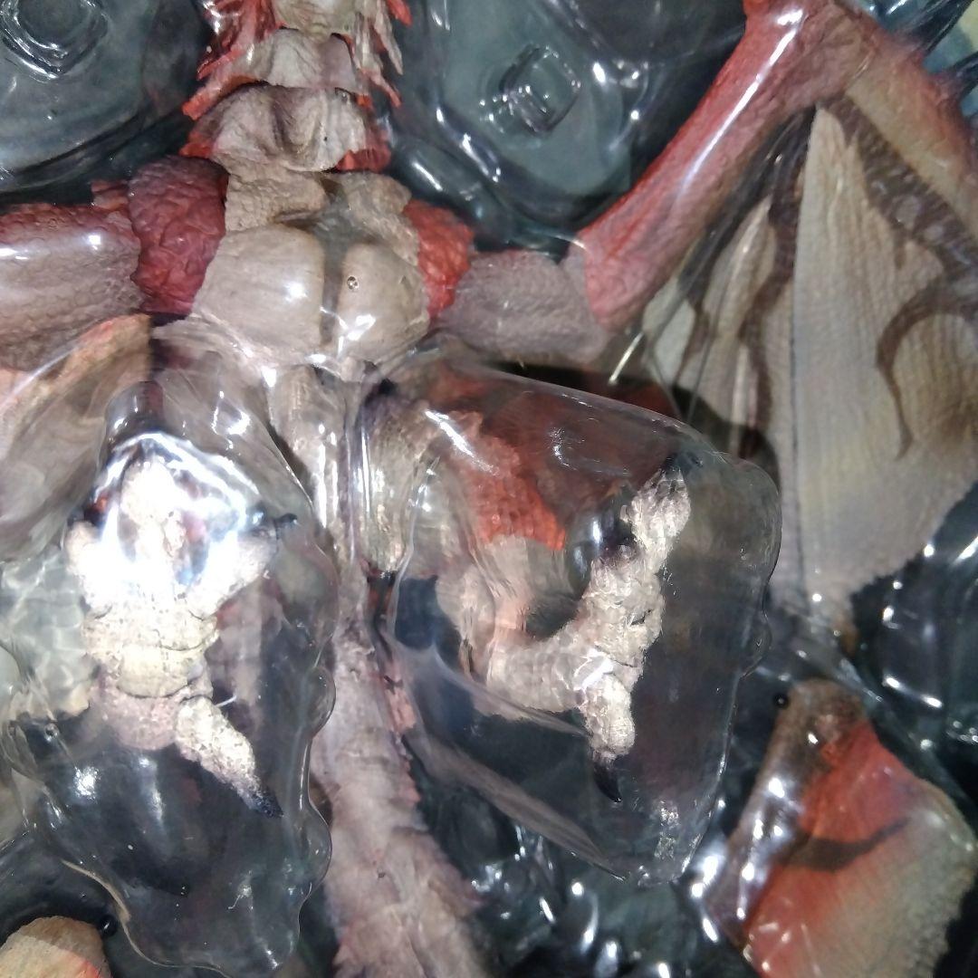 S.H.MonsterArts リオレウス 『モンスターハンターワールド：アイ