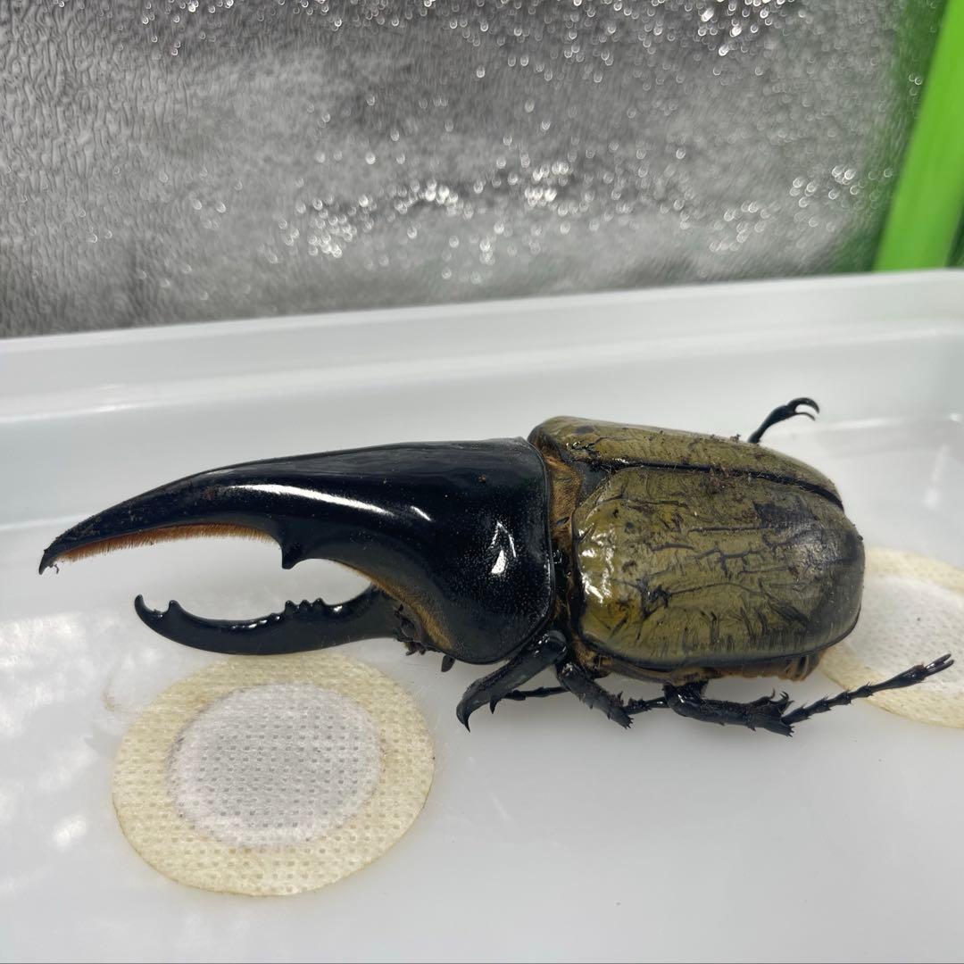 昆虫標本】ヘラクレスオオカブト♂(極太血統)132.8mm 学術型インテリア